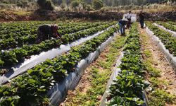 Muğla Çileği Projesi kırsalda üretim ve istihdamı artırdı
