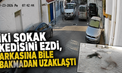 İki sokak kedisini ezdi, arkasına bile bakmadan uzaklaştı