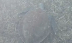 Datça'daki Kargı Koyu'nda sahile çıkan caretta caretta ilgi odağı oldu