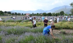 Fethiye'de lavanta bahçesinde hasat yapıldı