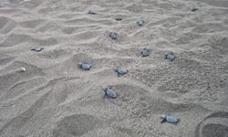 Dalyan ve Sarıgerme'de 6 bin caretta caretta yavrusu denizle buluştu
