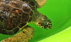 İztuzu Kumsalı'nda caretta carettaların yuvalama dönemi tamamlandı