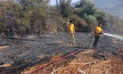 Milas Bafa’da tarım arazisindeki yangın söndürüldü