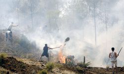 Her şey 'Yeşil Vatan'ın tek bir ağacını kurtarmak için