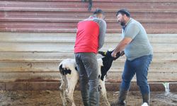 Muğla'da buzağı kayıpları yüzde 1'e indirilecek