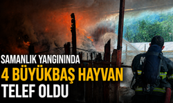 Samanlık yangınında 4 büyükbaş hayvan telef oldu