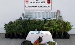 56 Kök Kenevir ve 10 Kilo Skunk Ele Geçirildi