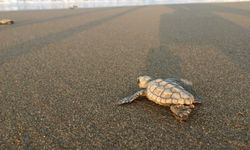 İtalya'da kurtarılan caretta caretta, Muğla sahilinde yumurtladı