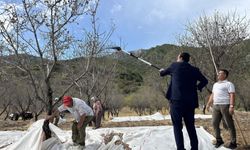 Datça'da badem bahçelerinde hasat mesaisi başladı