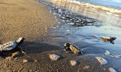 İztuzu'nda yaklaşık 30 bin caretta caretta yavrusu denize ulaştı