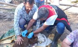 Muğla'da yeni doğan buzağılar için seferberlik