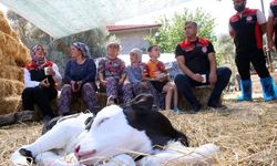 Muğla'da yeni doğan buzağı seferberliği