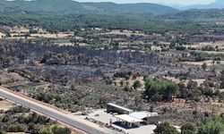Alevler geride kara bir tablo bıraktı: 150 hektar zarar gördü