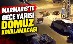 Marmaris'te gece yarısı domuz kovalamacası