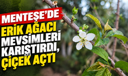 Menteşe’de erik ağacı mevsimleri karıştırdı, çiçek açtı