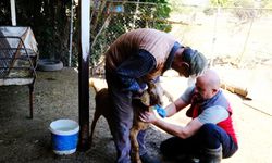 Muğla’da hayvan sağlığı ile mücadele çalışmaları devam ediyor