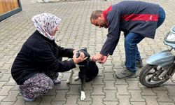 Ortaca’da kedi ve köpeklere kuduz aşısı