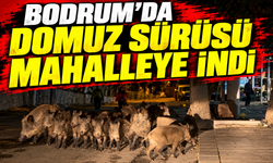 Bodrum’da domuz sürüsü mahalleye indi