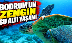 Bodrum'un zengin su altı yaşamı