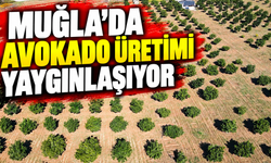 Muğla'da avokado üretimi yaygınlaşıyor