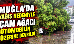 Muğla’da yağış nedeniyle çam ağacı otomobilin üzerine devrildi