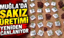 Muğla'da sakız üretimi yeniden canlanıyor