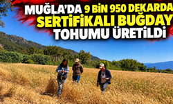 Muğla'da 9 bin 950 dekarda sertifikalı buğday tohumu üretildi