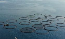 Muğla'dan su ürünleri ihracatı 9 ayda 630 milyon 901 bin dolara ulaştı