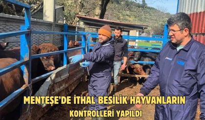 Menteşe’de ithal besilik hayvanların sağlık kontrolleri yapıldı