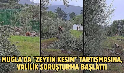 Muğla'da "zeytin kesim" tartışmasına, valilik soruşturma başlattı