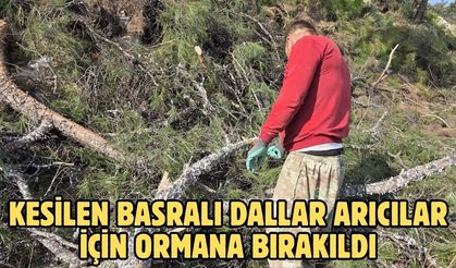 Kesilen basralı dallar arıcılar için ormana bırakıldı