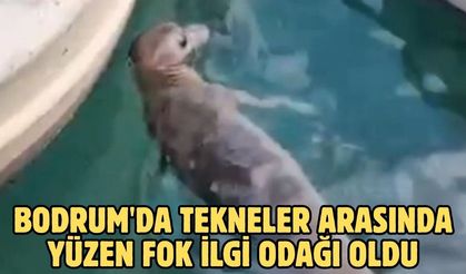 Bodrum'da tekneler arasında yüzen fok ilgi odağı oldu