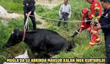 Muğla'da su arkında mahsur kalan inek kurtarıldı