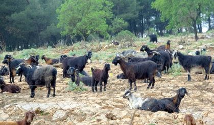 Muğla'da Kurbanlık satışında hareketlilik başladı