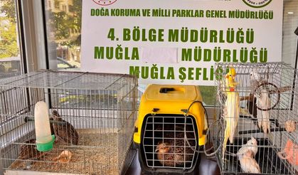 Muğla'da CİMER'e yapılan şikâyet, kaçak hayvan ticaretini ele verdi