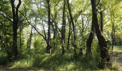 Muğla’daki Sığla ormanlarından 1 ton Sığla yağı üretimi bekleniyor