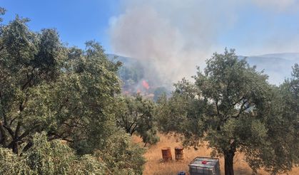 Milas'ta ziraat alanı yangını büyümeden söndürüldü