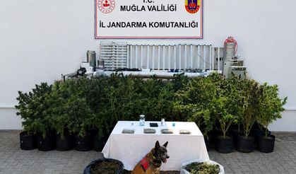 56 Kök Kenevir ve 10 Kilo Skunk Ele Geçirildi