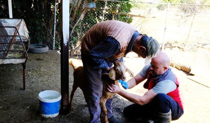 Muğla’da hayvan sağlığı ile mücadele çalışmaları devam ediyor