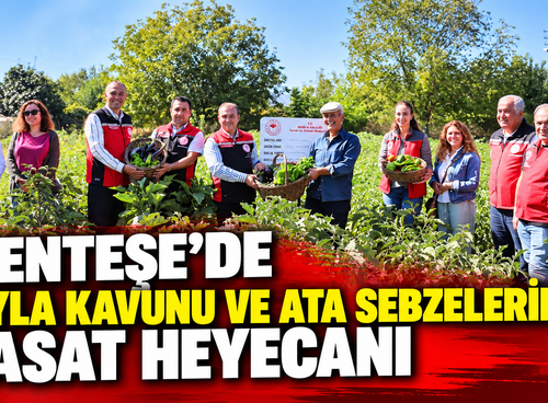 Menteşe’de Yayla Kavunu ve Ata Sebzelerinde Hasat Heyecanı