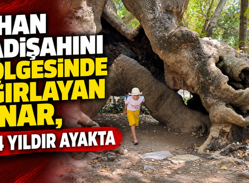 Cihan padişahını gölgesinde ağırlayan çınar, 854 yıldır ayakta