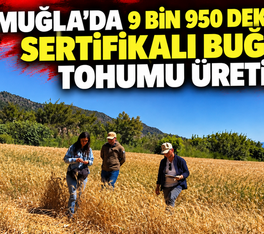 Muğla'da 9 bin 950 dekarda sertifikalı buğday tohumu üretildi
