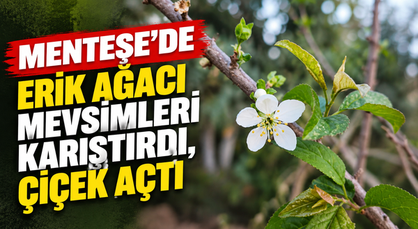 Menteşe’de erik ağacı mevsimleri karıştırdı, çiçek açtı