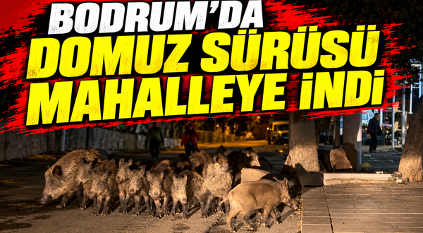 Bodrum’da domuz sürüsü mahalleye indi