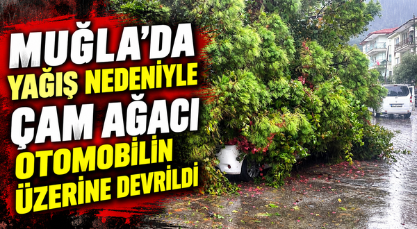 Muğla’da yağış nedeniyle çam ağacı otomobilin üzerine devrildi