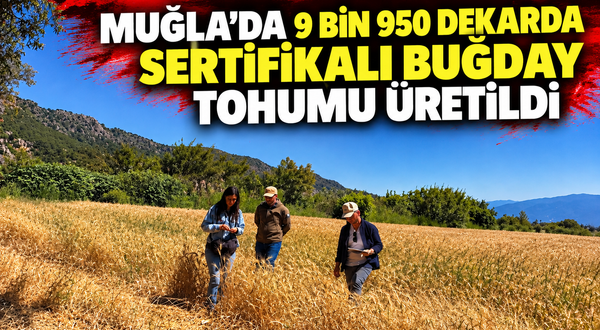 Muğla'da 9 bin 950 dekarda sertifikalı buğday tohumu üretildi