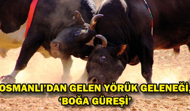 Osmanlı’dan gelen Yörük geleneği, ‘Boğa güreşi’