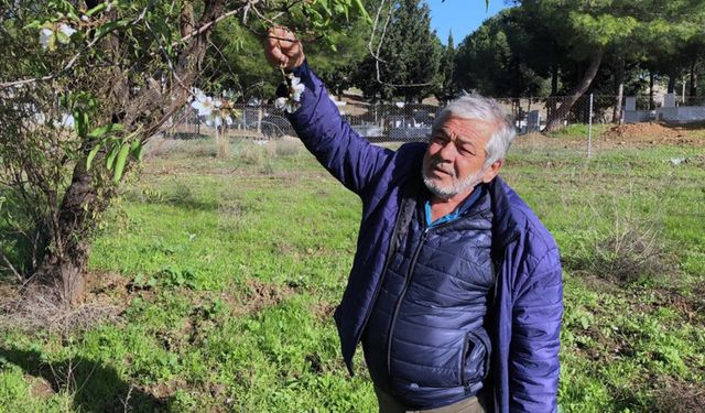 Datça’da badem ağaçları çiçek açtı