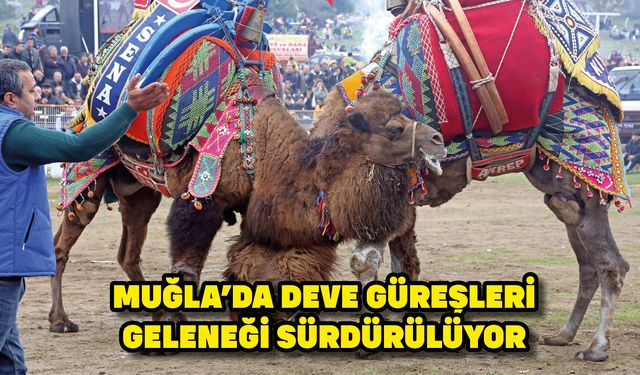 Muğla'da deve güreşleri geleneği sürdürülüyor