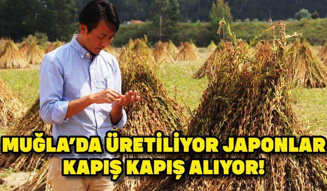 Muğla'da üretiliyor Japonlar kapış kapış alıyor!
